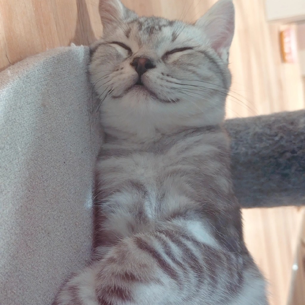 はちわれねこ