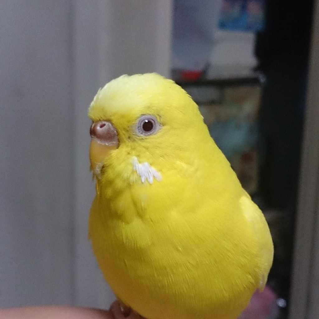 みるく