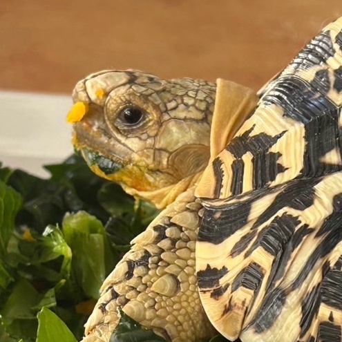 モンタコ