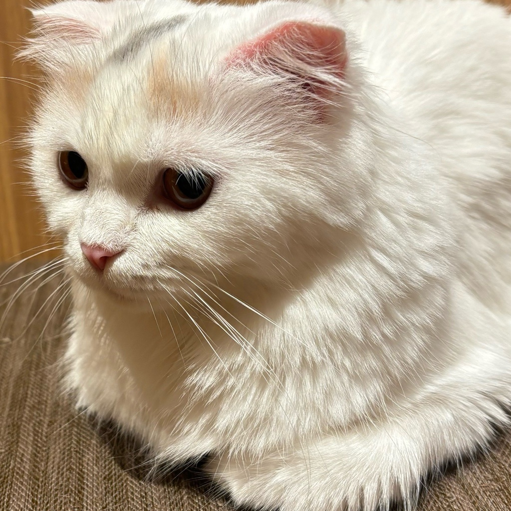 にゃん太郎
