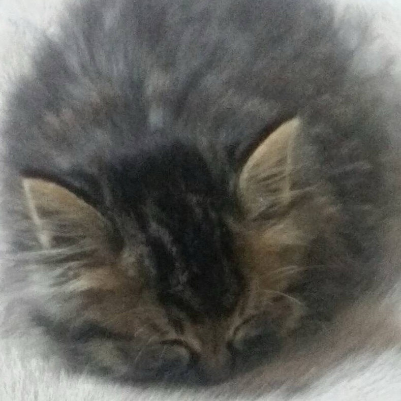 taco