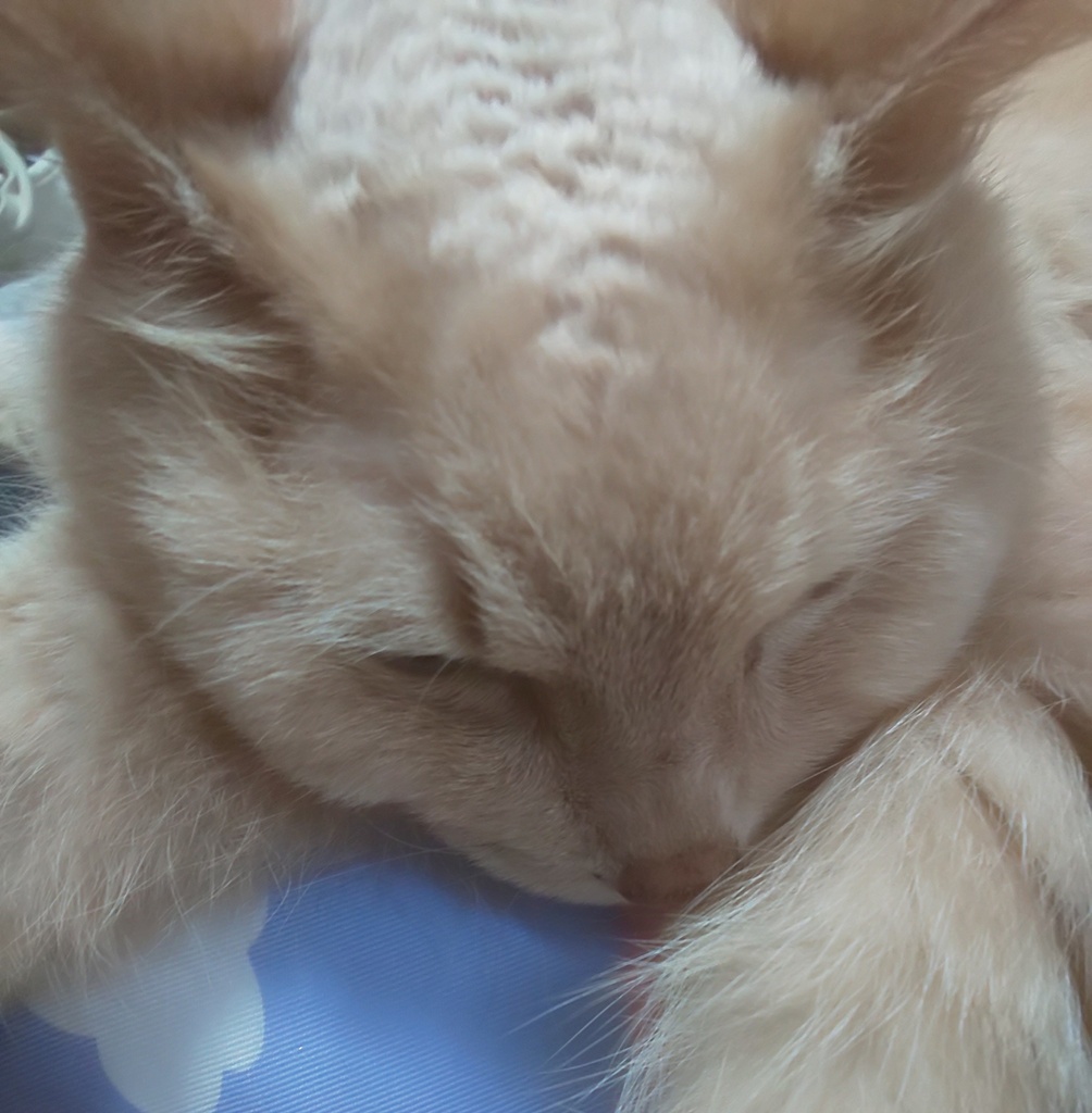 きなこ色のねこ🕊️🏸