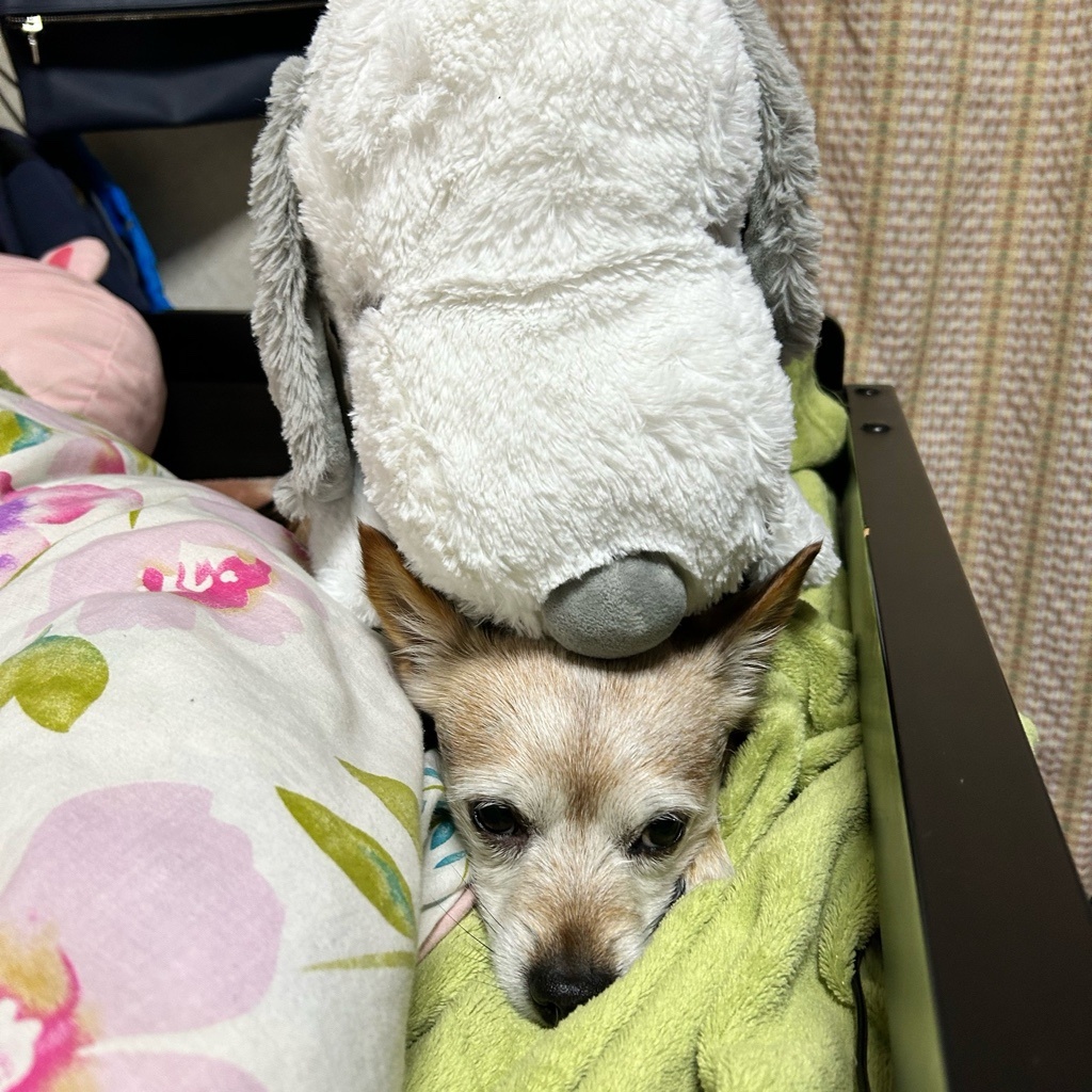 チョコ