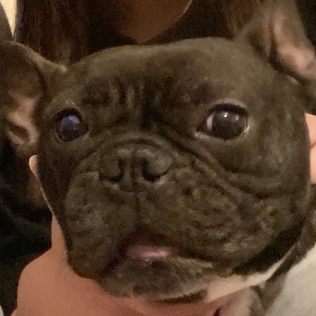 ぎゃんぐ