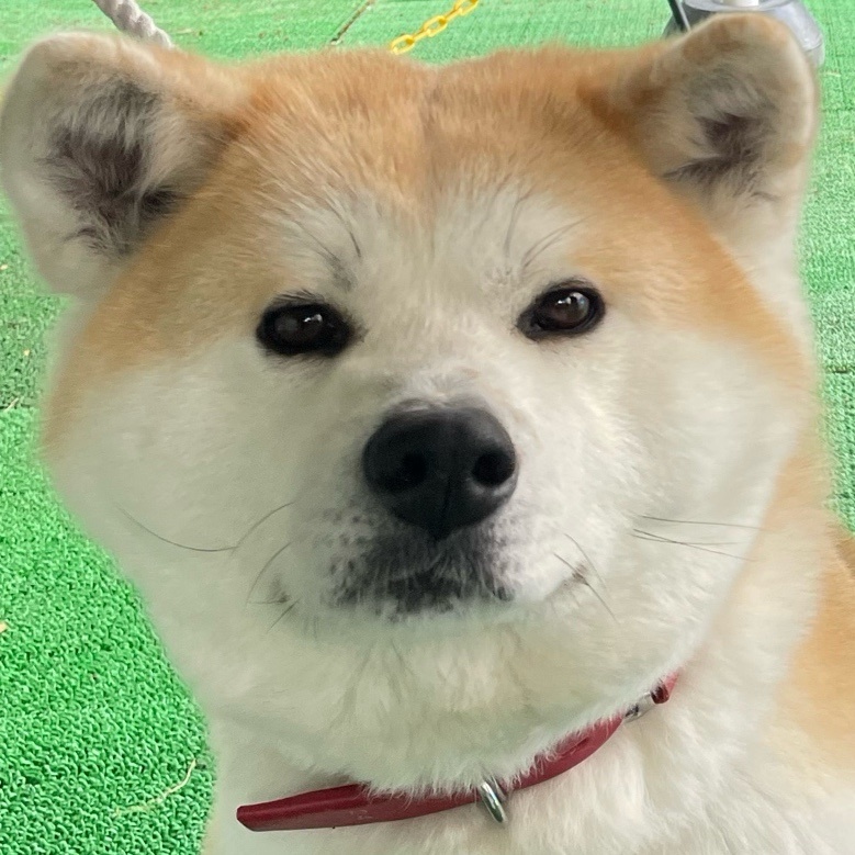 はるちゃん