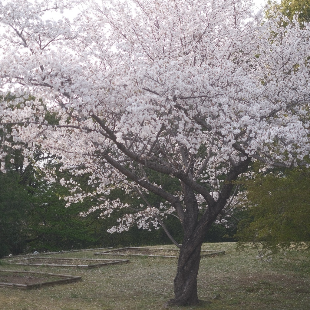 なおと
