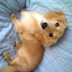 ぺー
