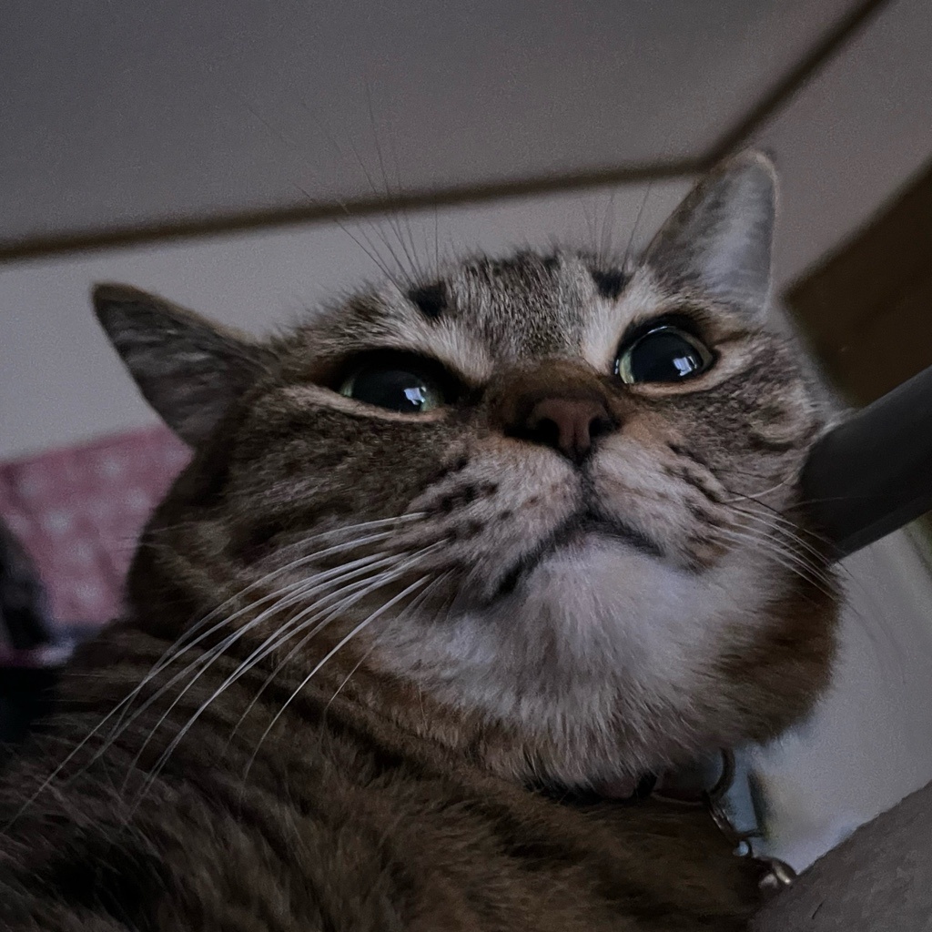 みみ