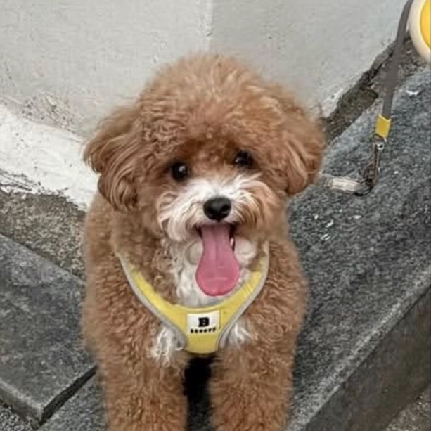 🐶
