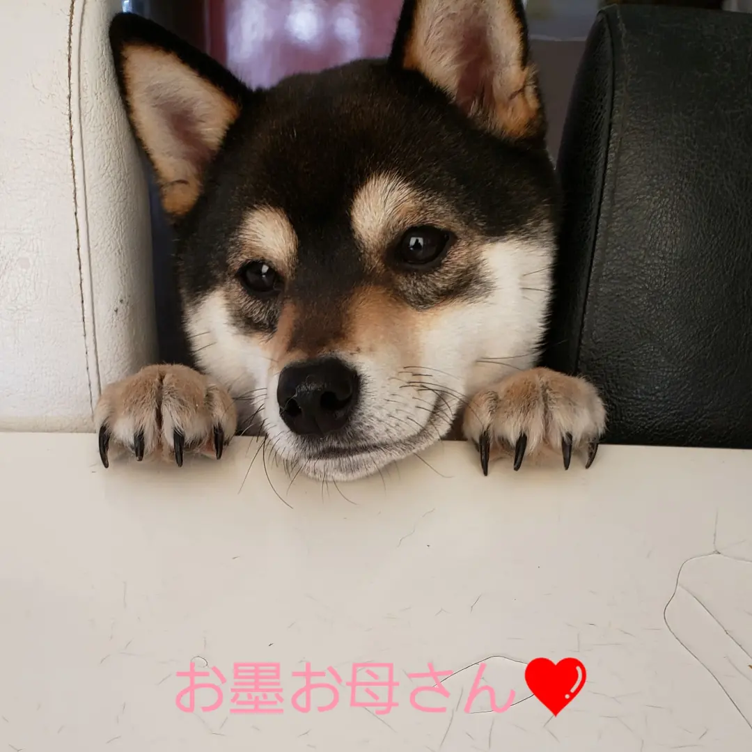福雪庵　墨