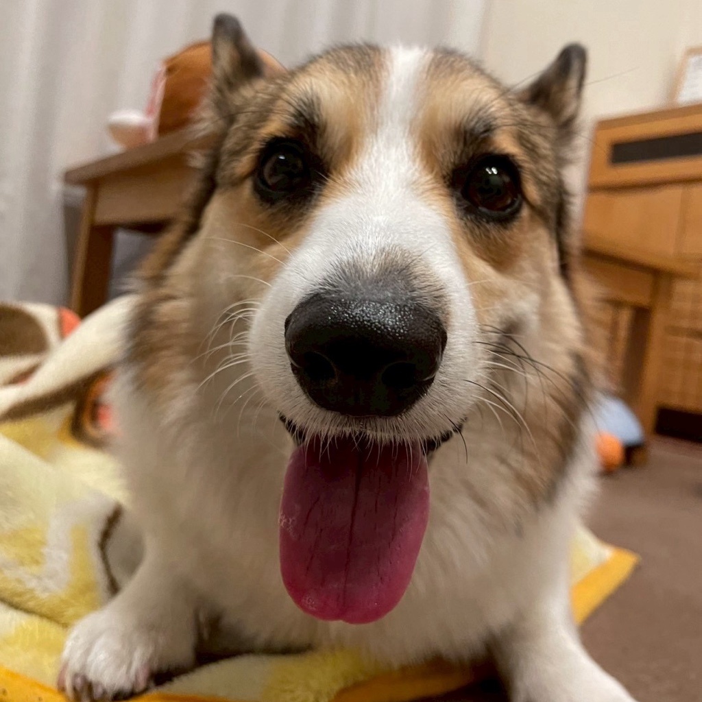 harupppy