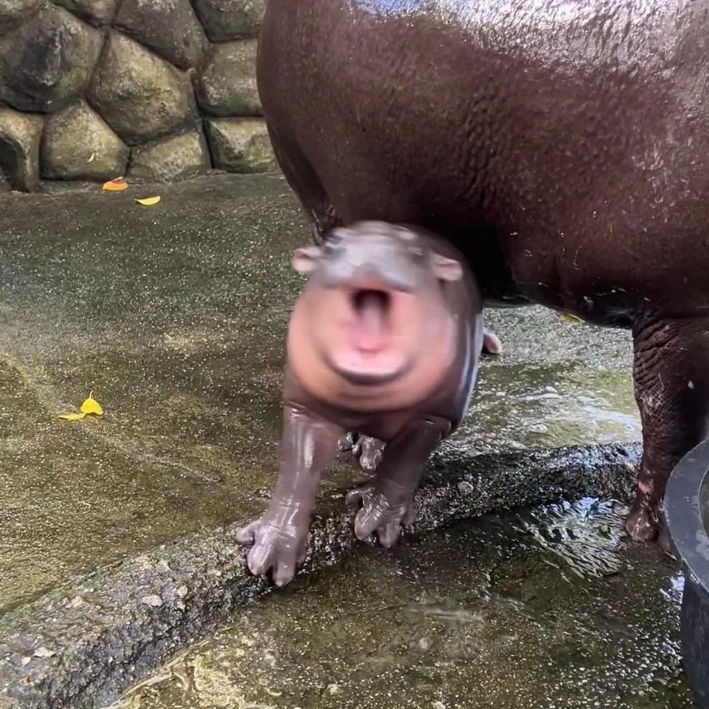 かと