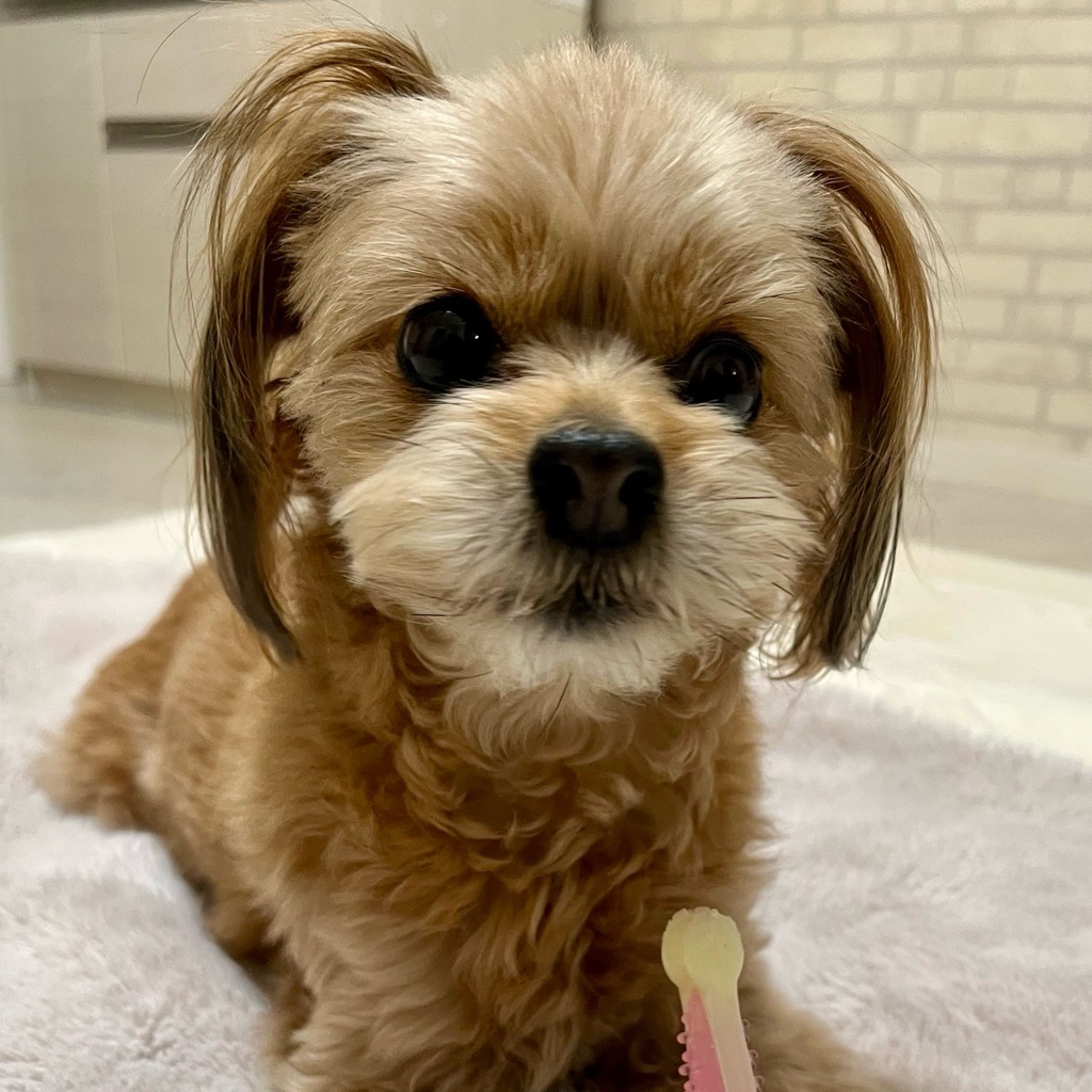 ララ🍒🕊️🏸加藤翔くん📣