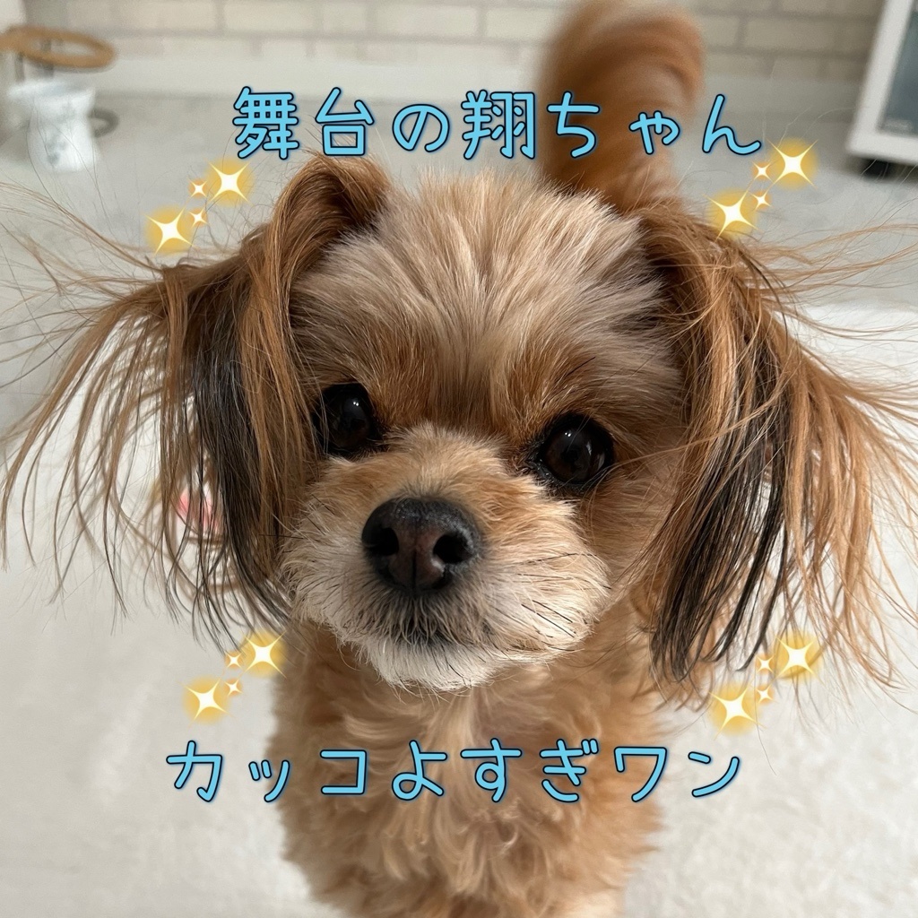 ララ🍒🕊️🏸加藤翔くん📣