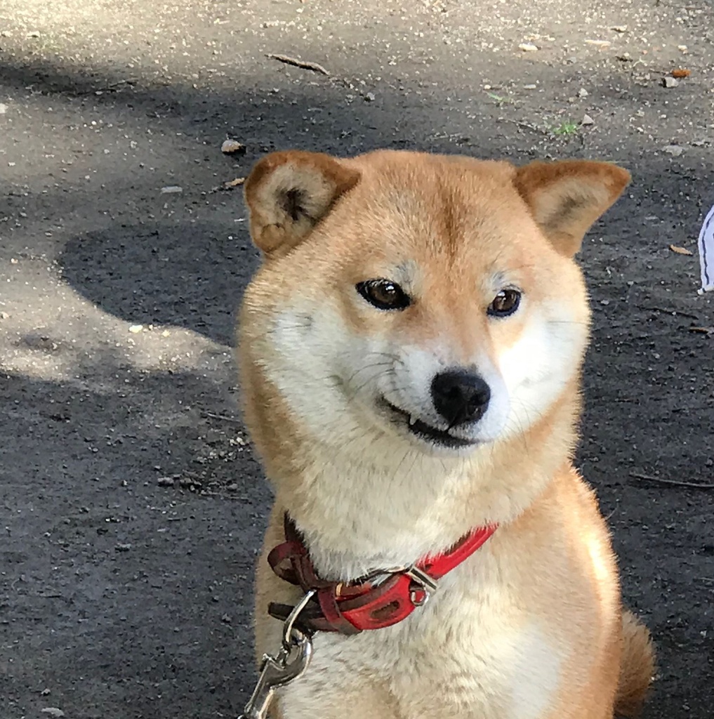 豚仔
