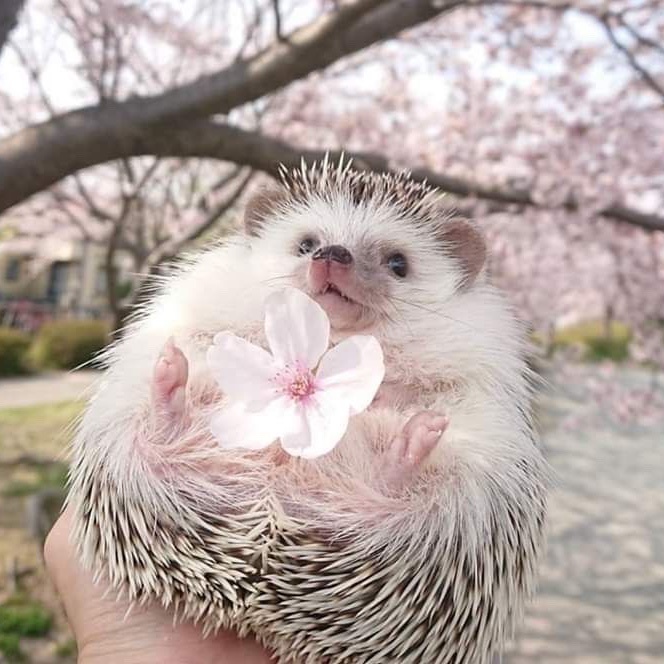 ヘリン