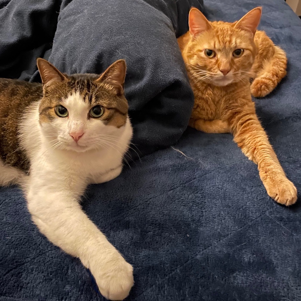 Cats