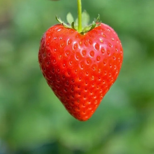 いちごちゃん🍓