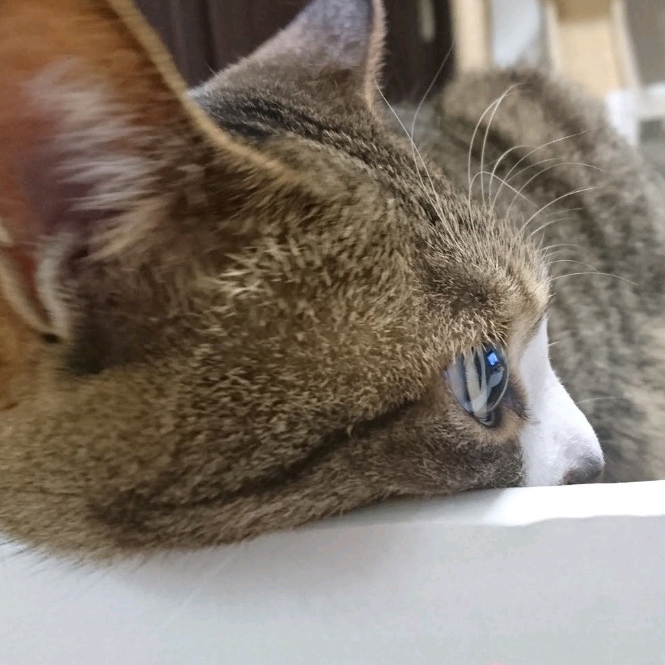 maynyan