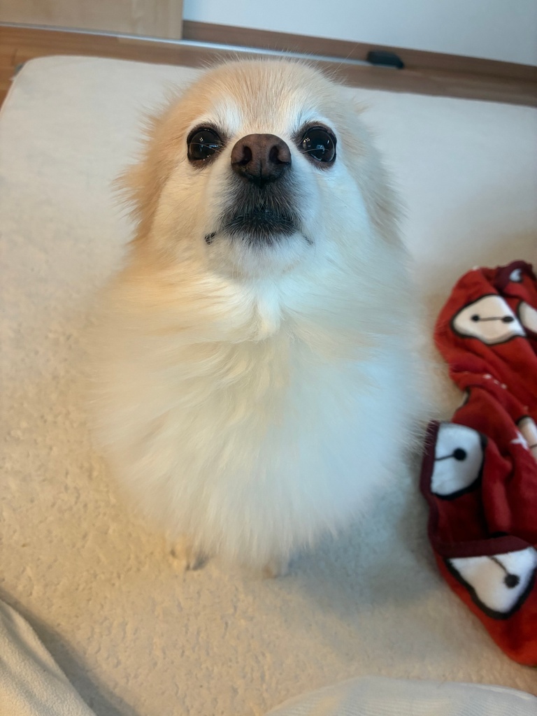 あんこ