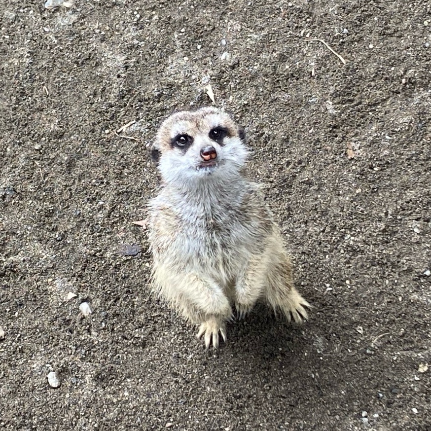 まなた🕊️🏸