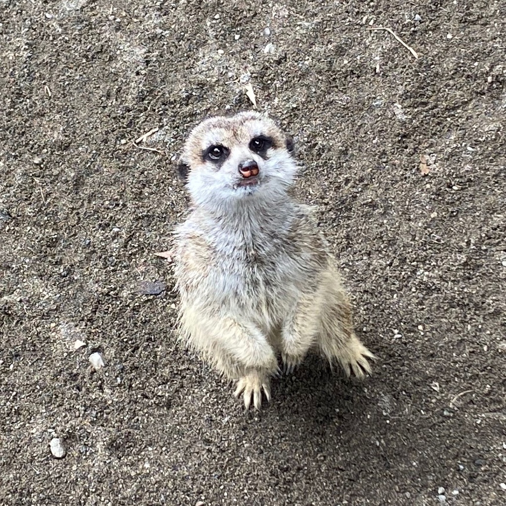 まなた